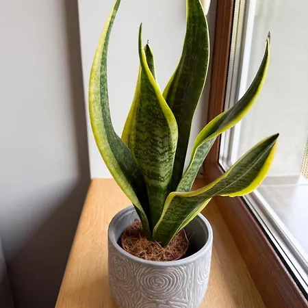 Hygge * Mizhhirya (Transcarpathia)